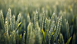 正规可靠的doss网站攻击